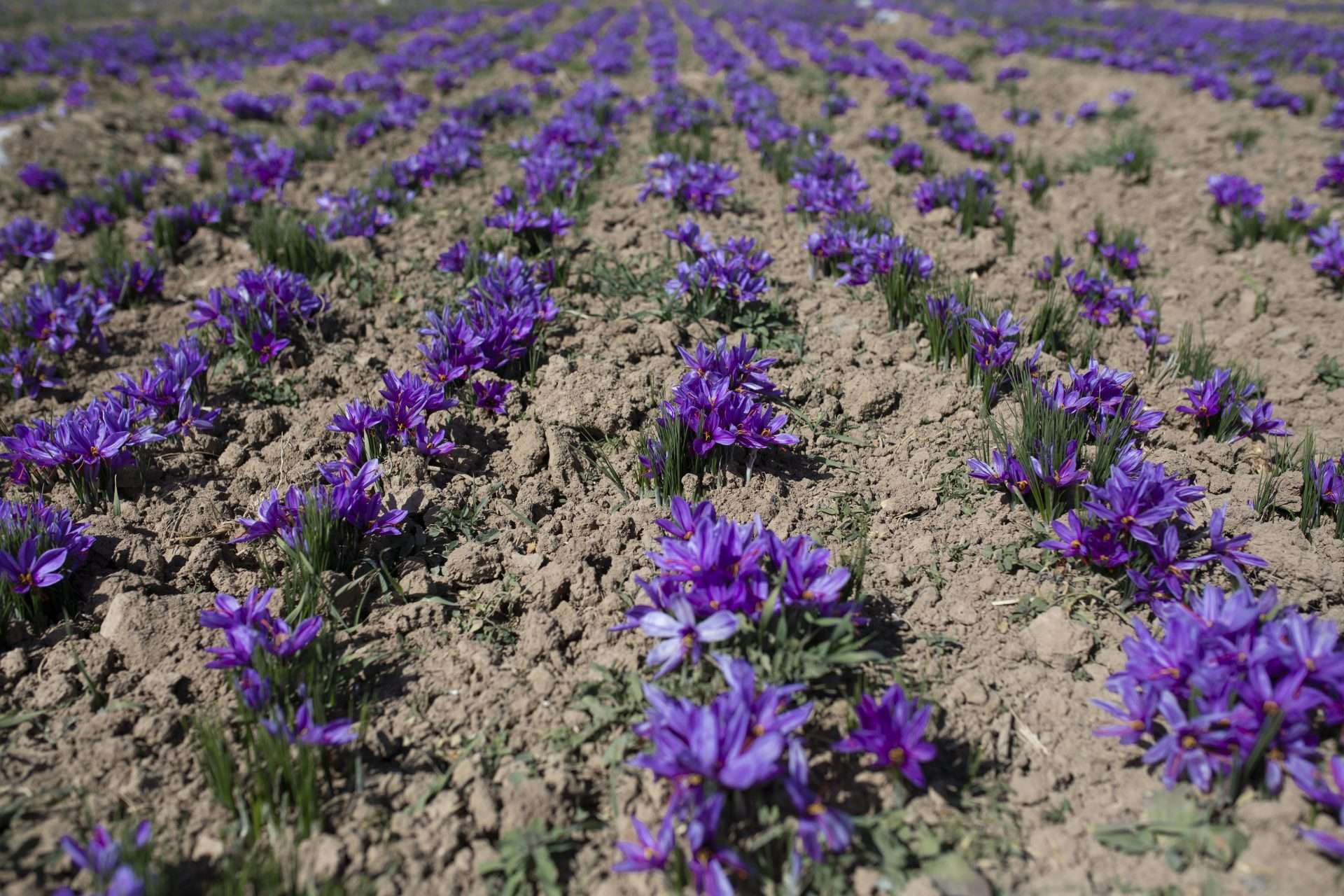 Safranblüte