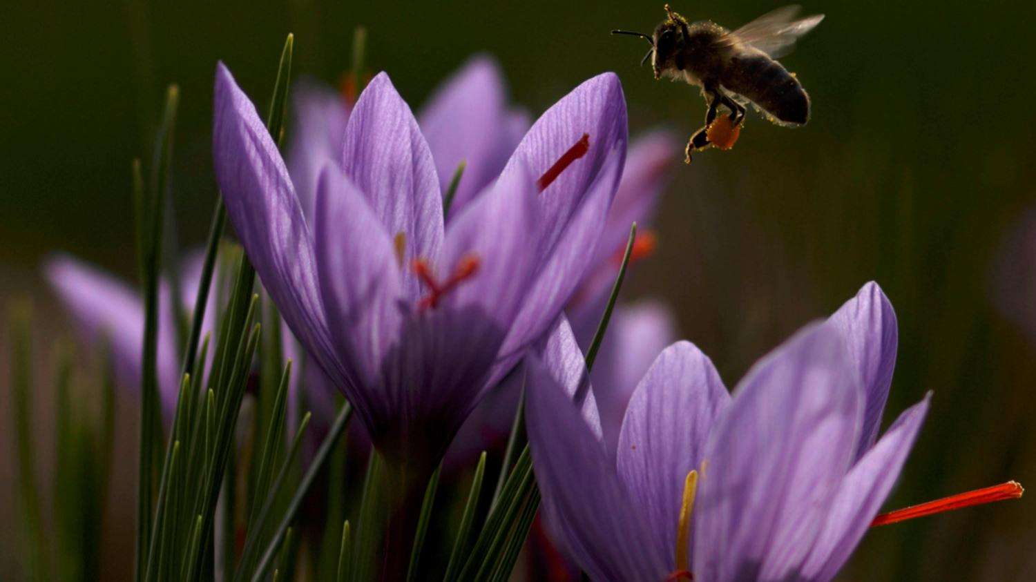 saffron